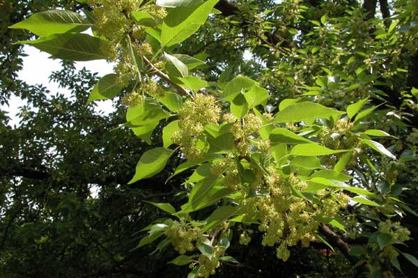 maclura pomifera 08