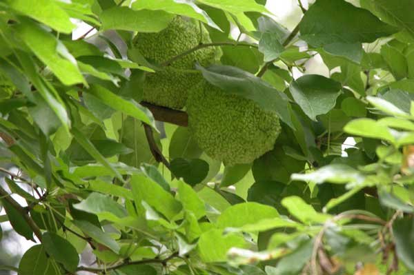 maclura pomifera 09