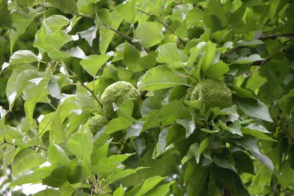 maclura pomifera 11