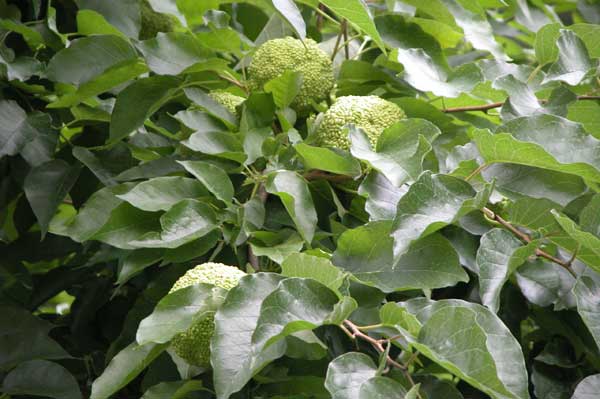 maclura pomifera 12