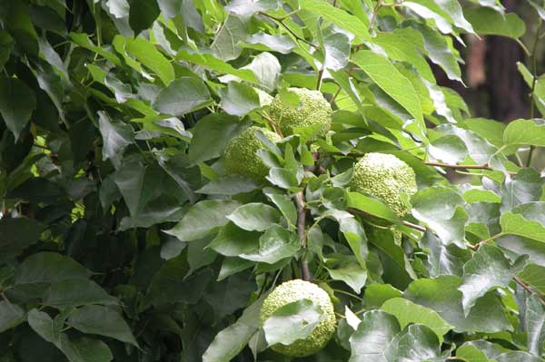 maclura pomifera 13