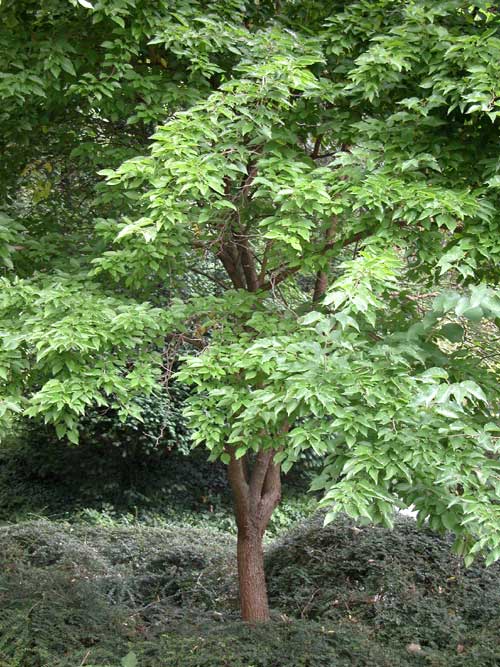 maclura pomifera 14