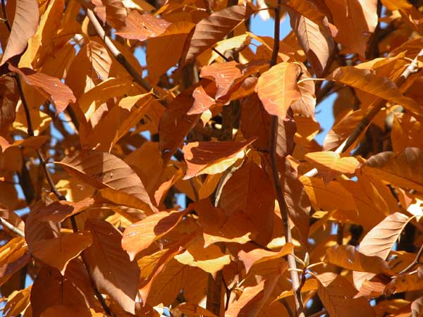 magnolia acuminata 01