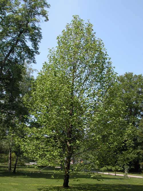 magnolia acuminata 04