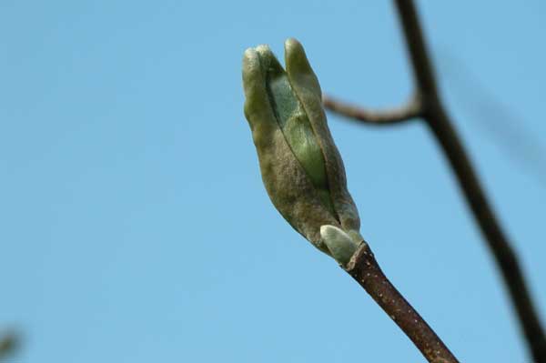 magnolia acuminata 05
