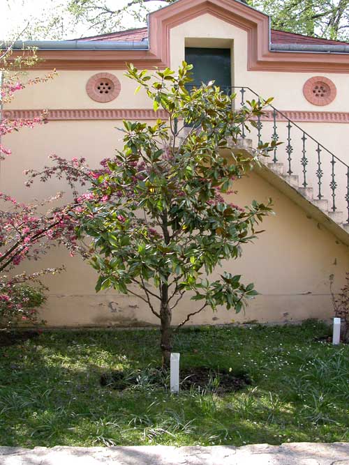 magnolia grandiflora 01