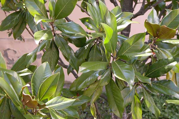 magnolia grandiflora 02