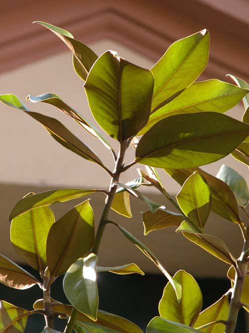 magnolia grandiflora 03