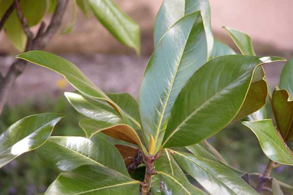 magnolia grandiflora 04