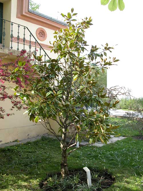 magnolia grandiflora 05