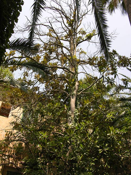 magnolia grandiflora 07
