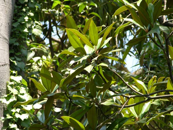 magnolia grandiflora 08