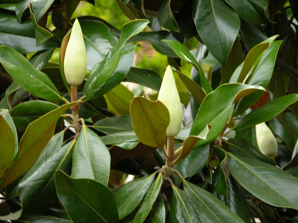 magnolia grandiflora 09