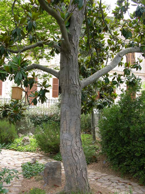 magnolia grandiflora 10