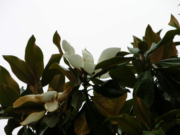 magnolia grandiflora 11