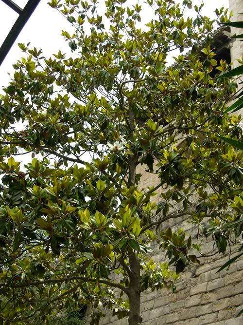 magnolia grandiflora 12