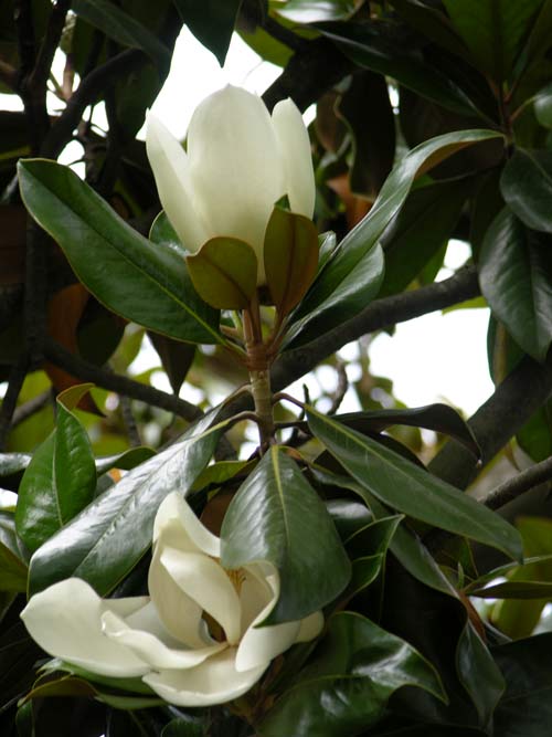 magnolia grandiflora 13