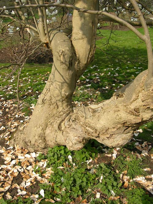 magnolia heptapeta 1