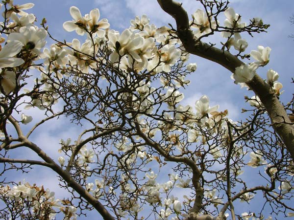 magnolia heptapeta 2