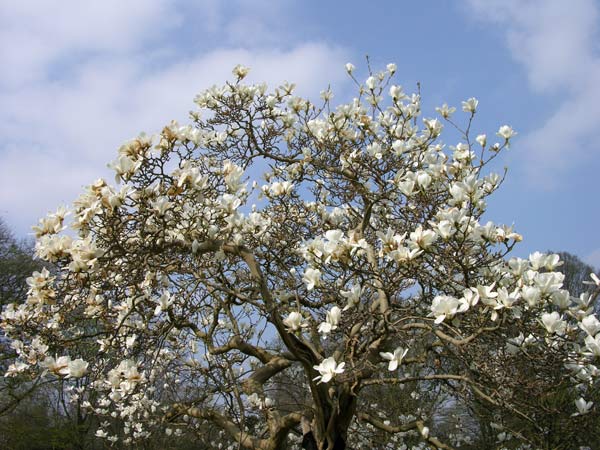 magnolia heptapeta 3