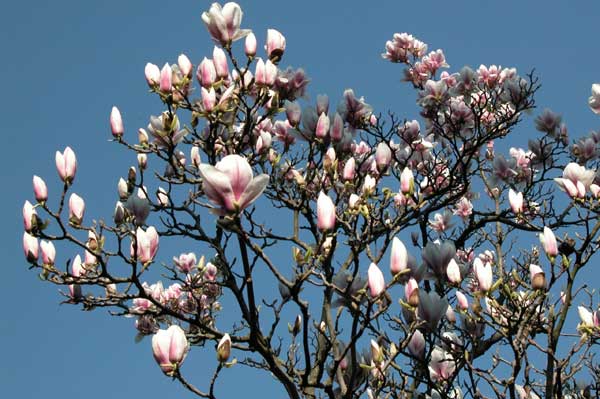 magnolia sp 01