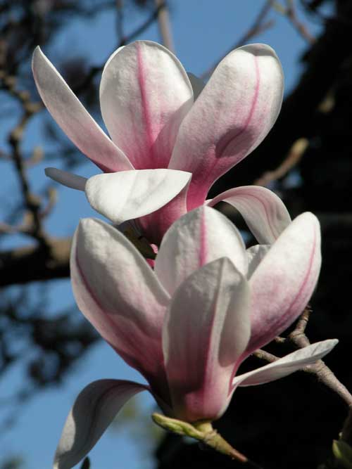 magnolia sp 02