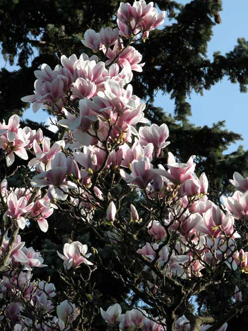 magnolia sp 03