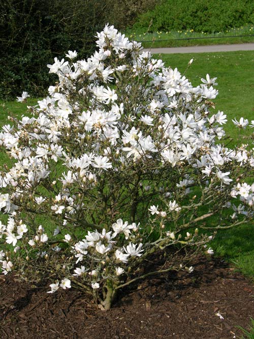 magnolia stellata 01