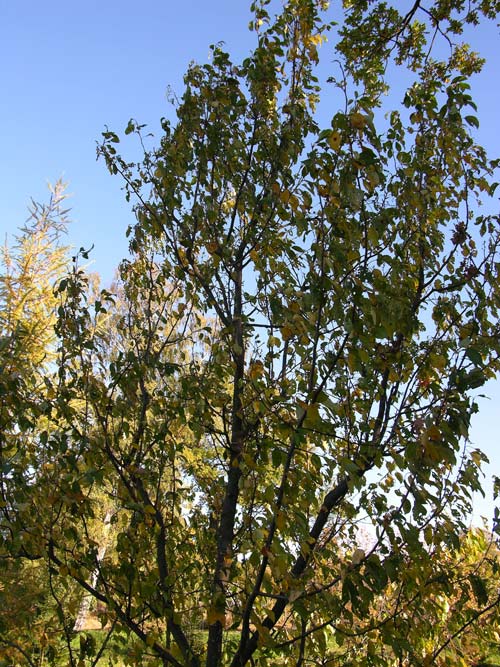 malus baccata 01