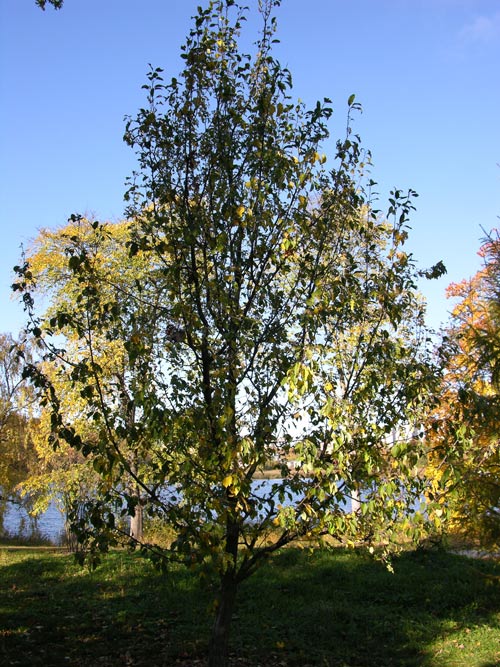 malus baccata 02