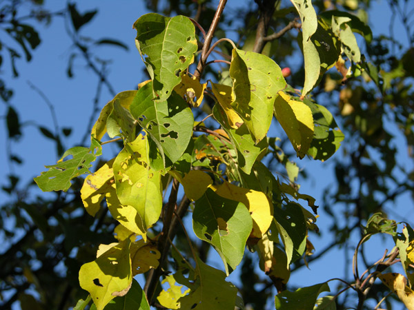 malus baccata 03