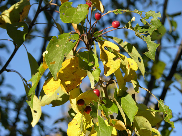 malus baccata 04