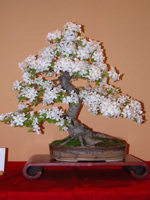malus cerasifera 01