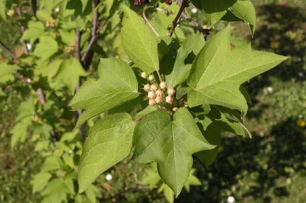 malus kansuensis 01