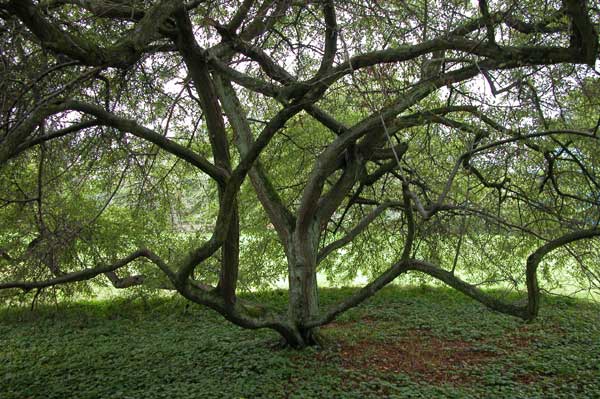 malus sieboldii 01
