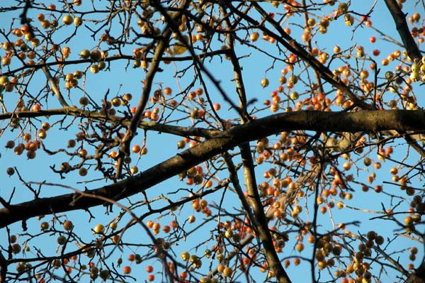 malus sikkimensis 01