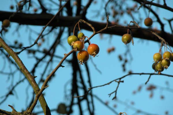 malus sikkimensis 02