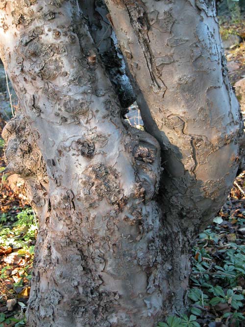 malus sikkimensis 04