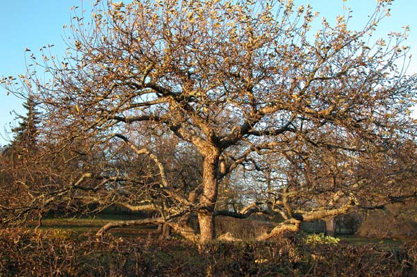 malus sp 01
