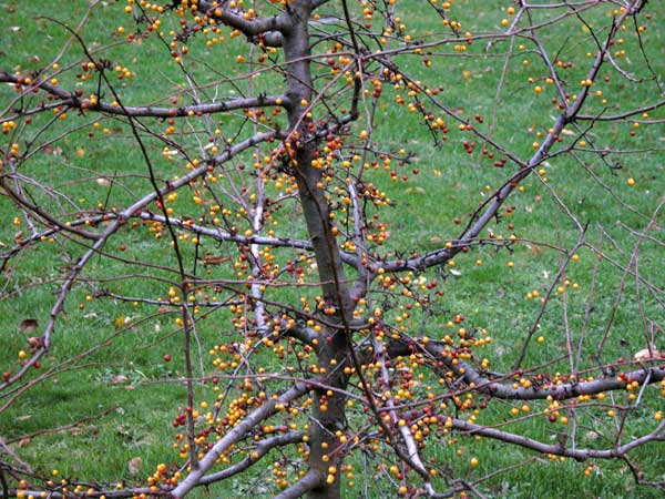 malus sp 03