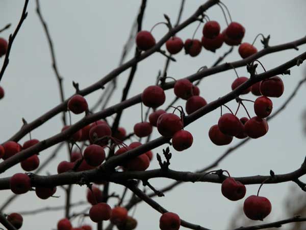 malus sp 04