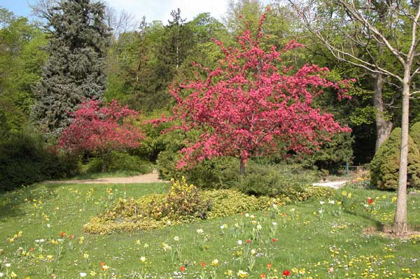 malus sp 05