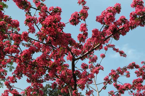 malus sp 06