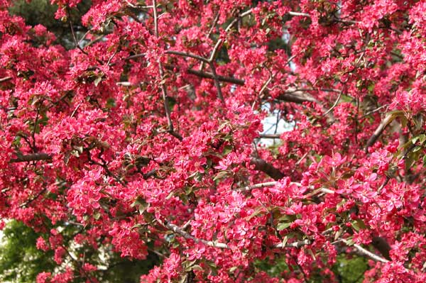 malus sp 07