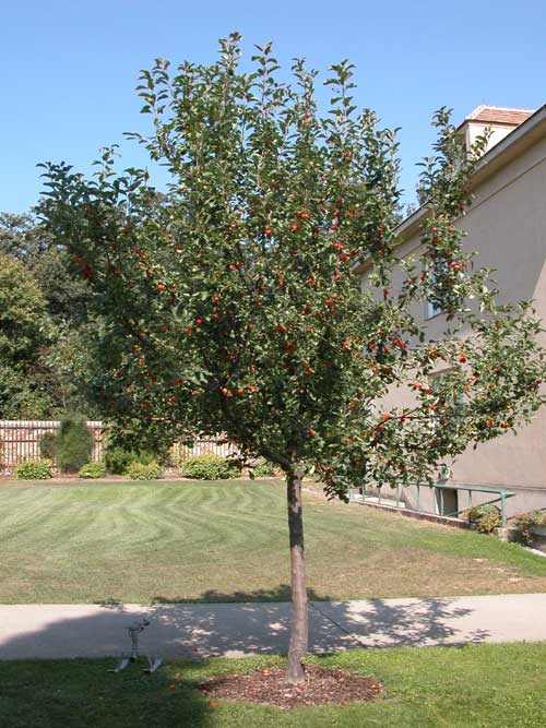 malus sp 08