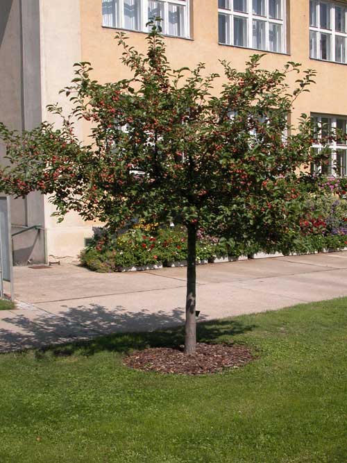 malus sp 09