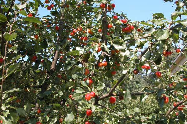malus sp 10