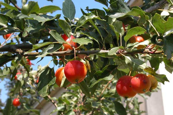 malus sp 11