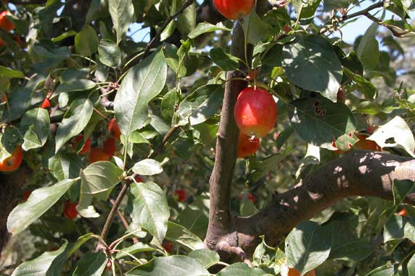 malus sp 12