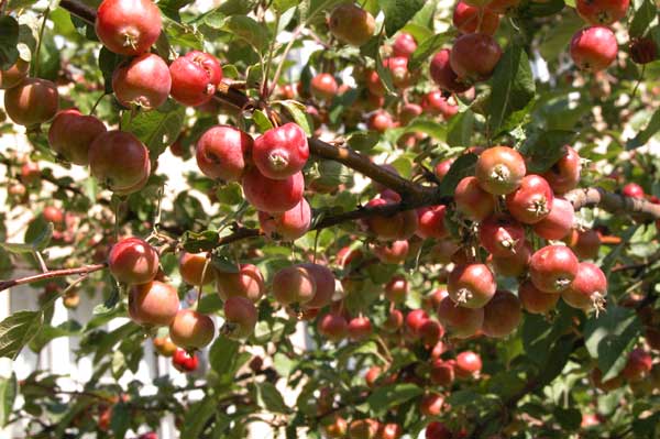 malus sp 13